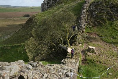 Two men arrested in police investigation into felling of the world-famous Sycamore Gap tree