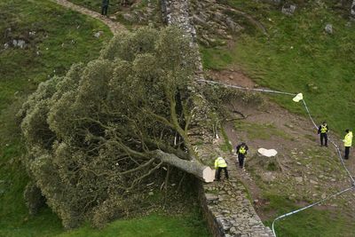 Two more arrests made over felling of world-famous Sycamore Gap tree