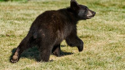 National park partly shutters after visitors try to hold bear cub