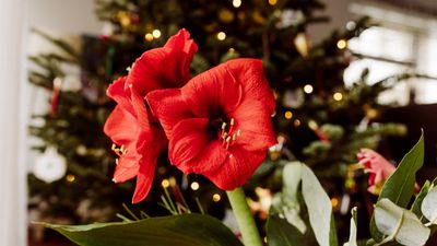 When to plant amaryllis bulbs indoors – discover the best time for Christmas flowering