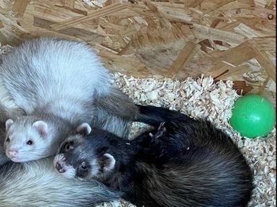 Family pleads for return of pet ferrets stolen from shed