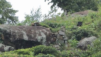 ‘Unregulated wildlife photography tours in Kotagiri putting humans, animals at risk’