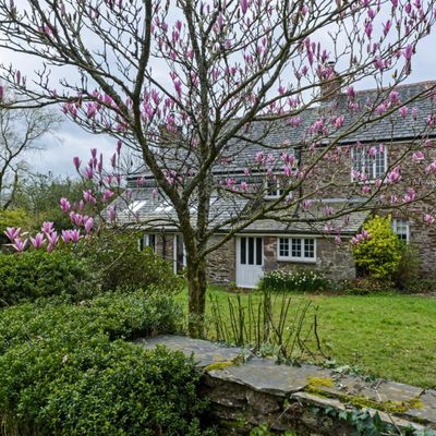 How to plant a magnolia tree –⁠ it could earn you almost £9000!