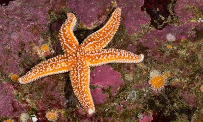 Starfish ‘arms’ are actually extensions of their head, scientists say