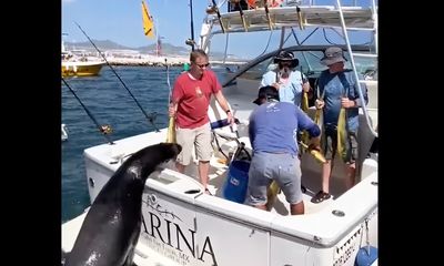 Watch: Crafty sea lion swipes Cabo angler’s prized catch