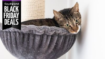 Black Friday cat tree deals 2023 – grab an early bargain