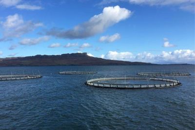 Scottish salmon giant legally bans activist from farms – what you need to know