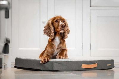 Best orthopaedic dog beds to support your pup through sleep