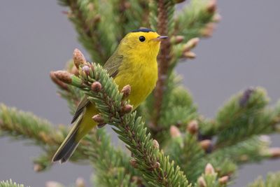 Ornithological society to rename dozens of birds — and stop naming them after people
