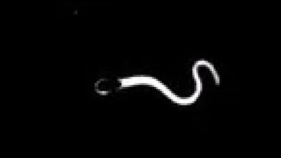 Sperm Adapt Swimming Style To Boost Fertilization Chances, Study Finds