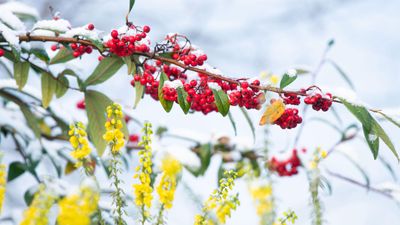 5 shrubs to plant now to fill your garden with winter berries – add pops of color with these go-to varieties