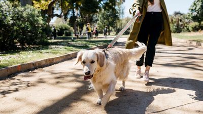 Improve your dog's loose leash walking with these three tips from an expert trainer