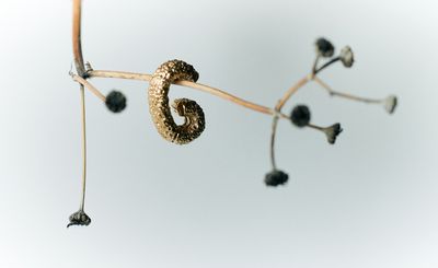 Ana Khouri on the seductive nature of raw and textured gold