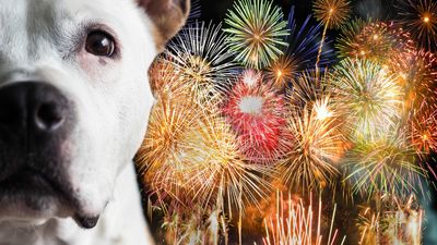 Trainer shares three things you can do to keep your canine calm during fireworks