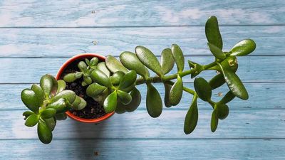 How to propagate jade plants – for more of these easy-care succulents