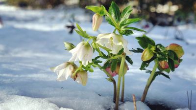 7 simple tips to prepare your plants for winter