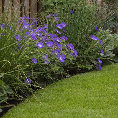 How to improve lawn drainage –⁠ 8 easy fixes to protect your garden from heavy rain damage
