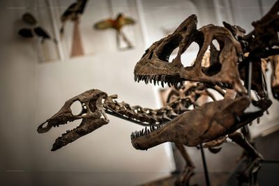 Dinosaur cannibalism was common: study
