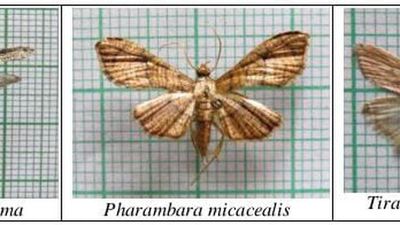 Study identifies 37 rare moth species in Kerala, three first time in India