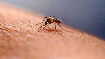 Karnataka steps up surveillance after detection of Zika virus in mosquito pool in Chickballapur