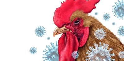 Bird flu could be eradicated by editing the genes of chickens - our study shows how