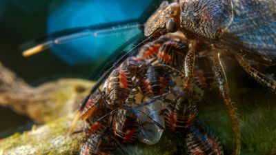 Maternal stink bug beats 18,000 photos to claim the 2023 GDT European Wildlife Photographer of the Year award