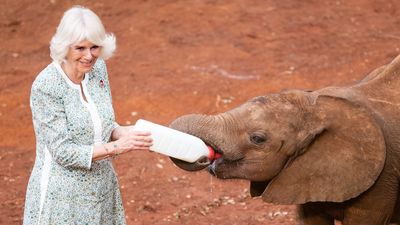 Queen Camilla's old school boots are a smash hit as she nails outdoorsy chic in Kenya