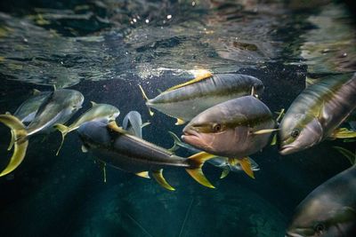 Hauraki Gulf kingfish farm clears final regulatory hurdle