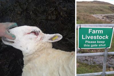 'That dog could have been shot': Anger after sheep killed in brutal attack