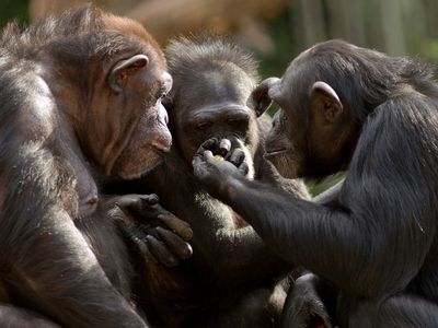 Chimpanzees use war-like tactics against rival groups, study shows