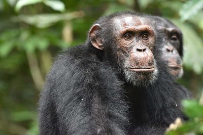 Chimpanzees go to hilltops to gather information about rival groups, study finds