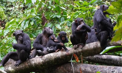 Chimps use military-style tactics to gain advantage on rivals, study reveals