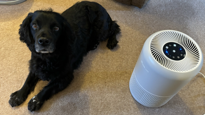 After being blown away by a Pet Air Purifier, I'm going to be buying two more on Black Friday