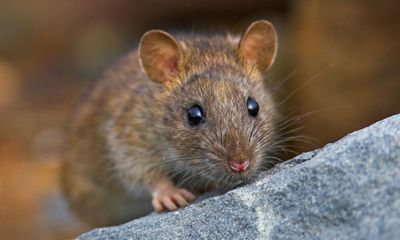 Rats may have power of imagination, research reveals