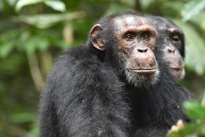 Crafty Chimps Use Hilltops For Reconnaissance In Rival Territory