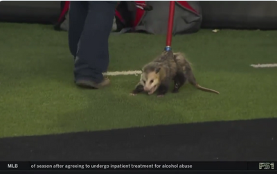 A possum was wrongly detained after running on the field during TCU-Texas Tech and fans had jokes