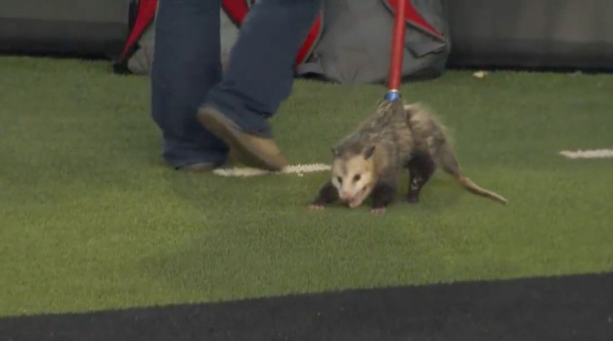 A possum ran loose at tcu texas tech game and fans 