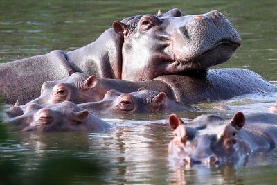 Colombia will try to control invasive hippo population through sterilization, transfer, euthanasia