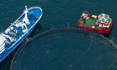 Sea-lice outbreak on Icelandic salmon farm a ‘welfare disaster’, footage shows