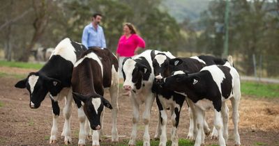 MOOving in the right direction: dairy centre opens to link schools with agriculture