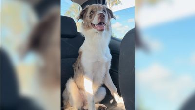 Dog collared after going missing with stolen car