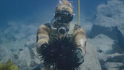 Urgent urchin action a win-win for jobs and environment