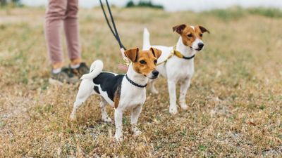 These three training tips from an expert will help your dog overcome leash reactivity