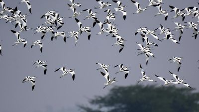 Birdwatching: Birders of Visakhapatnam gear up to document winter visitors