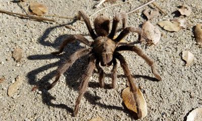 Death Valley tourist swerves to avoid tarantula in road and causes car crash