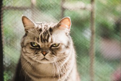 New research on getting cat emotions