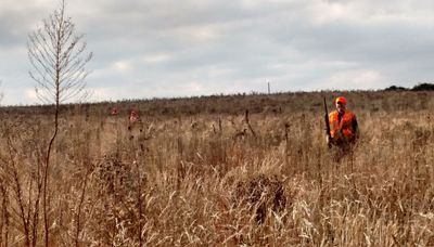 Why is hunting upland birds and small game in Illinois crashing?