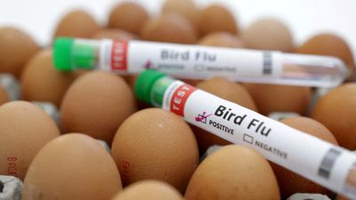 Gene-edited chickens could stop bird flu