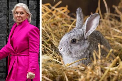 Nadine Dorries claims No10 fixer had ex-girlfriend’s rabbit ‘chopped into four'