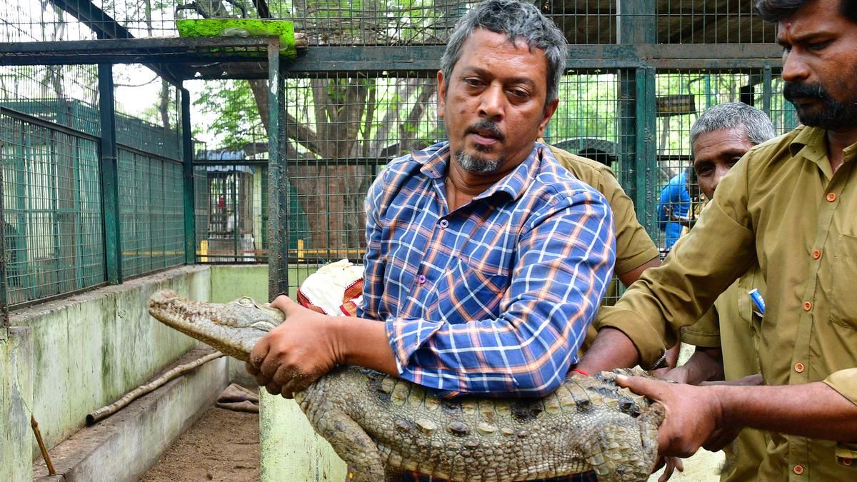 Birds, reptiles of Coimbatore’s landmark VOC Park Zoo…
